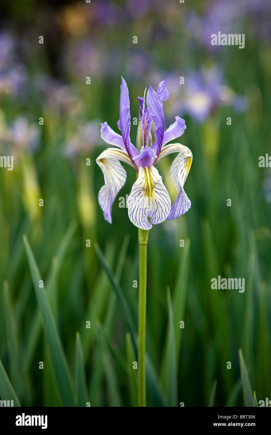 Iridaceae Iris sauvages poussant dans un pâturage ranch est de Gunnison près de Parlin Colorado USA Banque D'Images