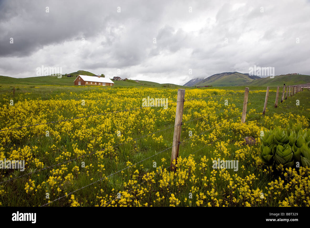 Se connecter horse barn dans un pré plein de fleurs sauvages jaunes USA Colorado Crested Butte Banque D'Images