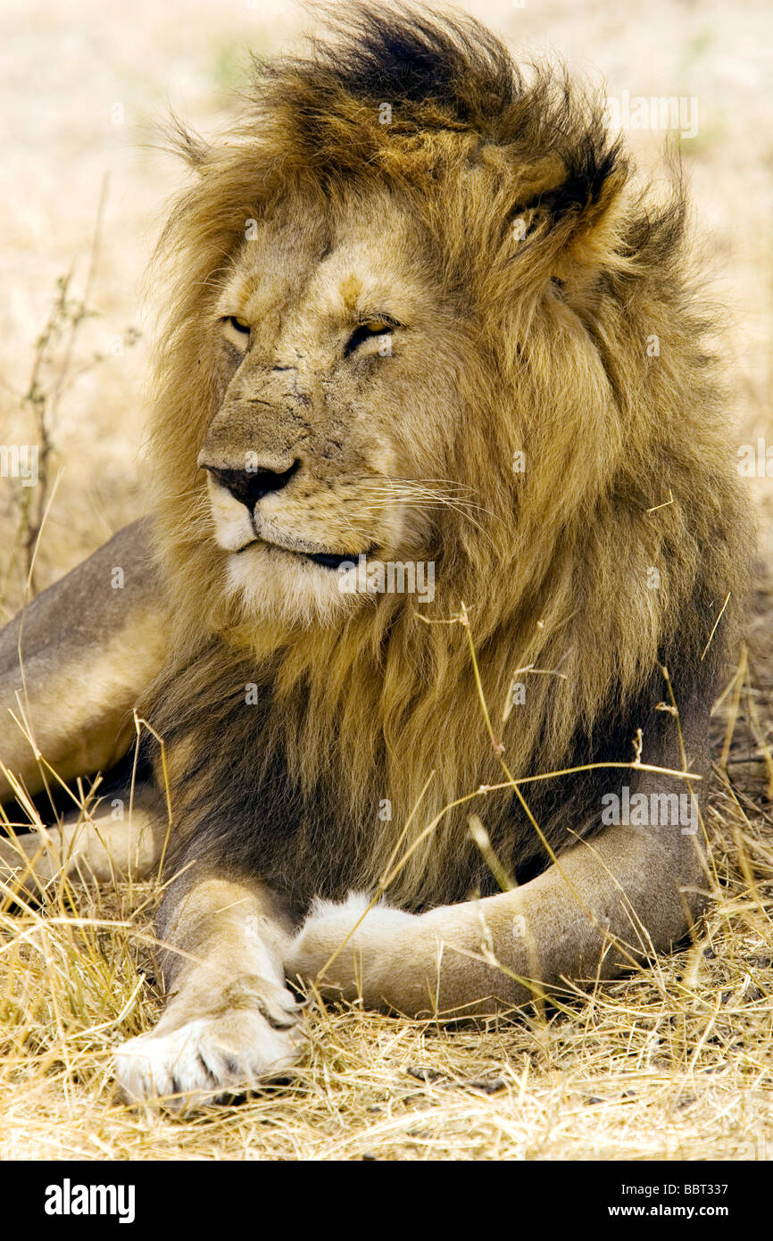 Homme lion - Masai Mara National Reserve, Kenya Banque D'Images