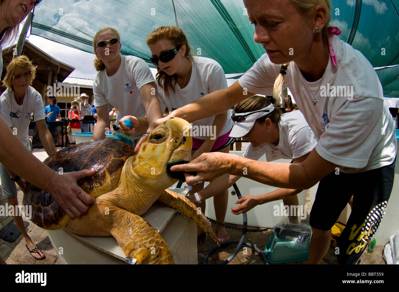 Les bénévoles de la vie marine Loggerhead en Centre Juno Beach, FL perpare pour libérer une caouanne (Caretta caretta) Banque D'Images