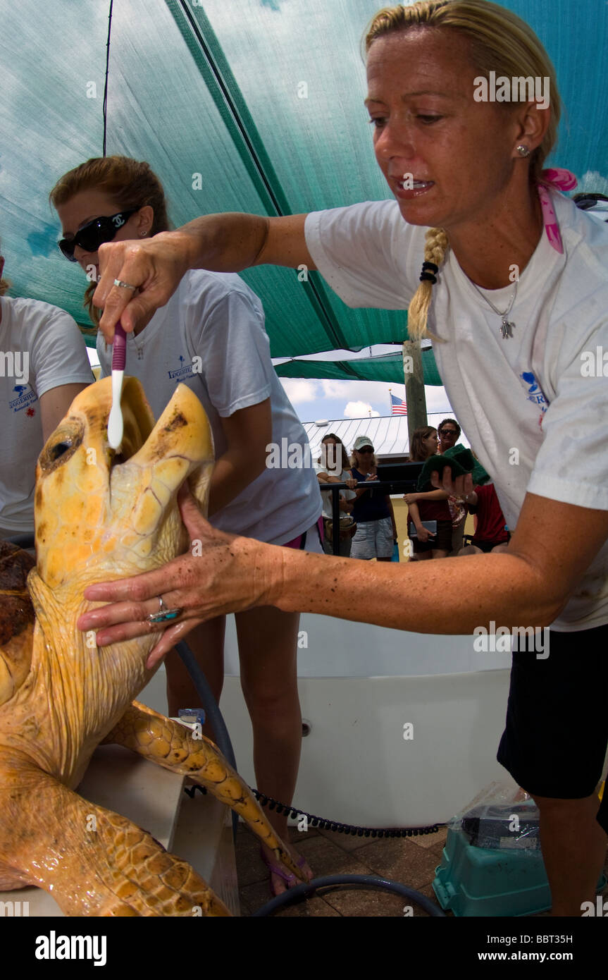 Les bénévoles de la vie marine Loggerhead en Centre Juno Beach, FL perpare pour libérer une caouanne (Caretta caretta) Banque D'Images