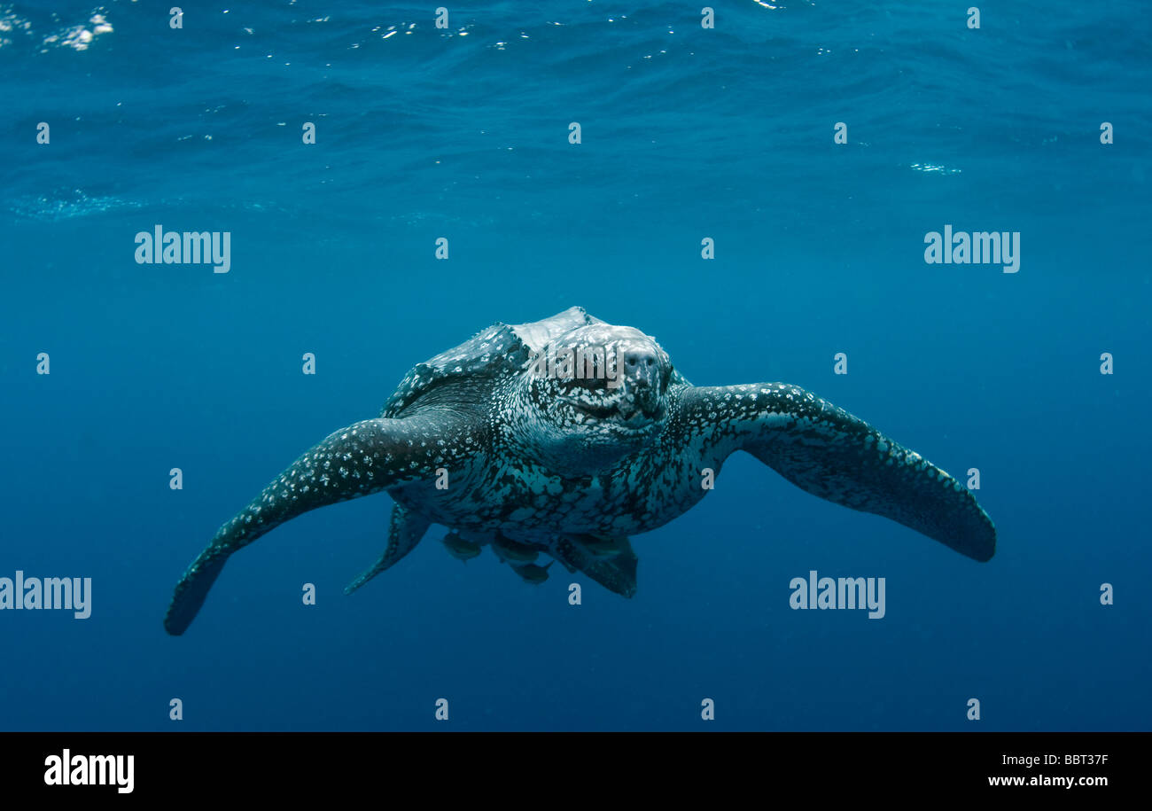 Homme Tortue luth (Dermochelys coriacea) photographié dans l'océan au large de Jupiter, Floride, USA Banque D'Images