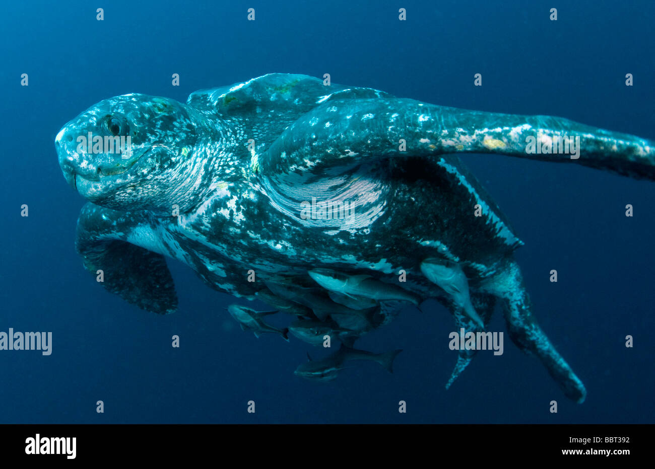 Homme Tortue luth (Dermochelys coriacea) photographié dans l'océan au large de Jupiter, Floride, USA Banque D'Images