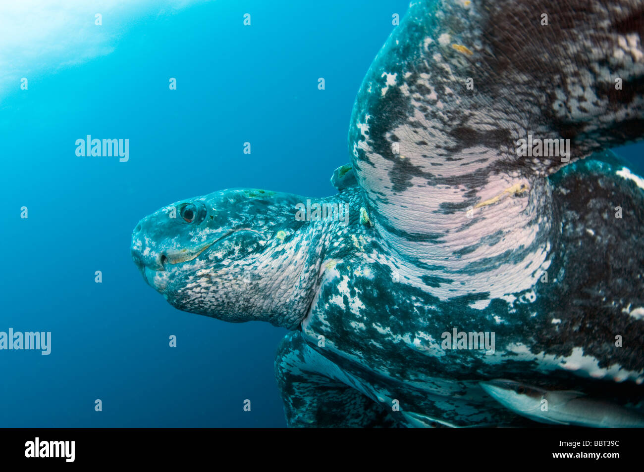 Homme Tortue luth (Dermochelys coriacea) photographié dans l'océan au large de Jupiter, Floride, USA Banque D'Images