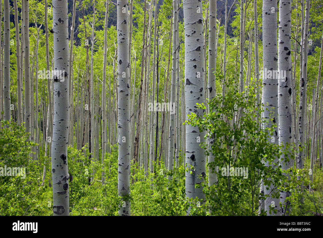 Trembles au printemps créer un motif dans la forêt route du col de l'indépendance de la région Collegiate Peaks Colorado USA Banque D'Images