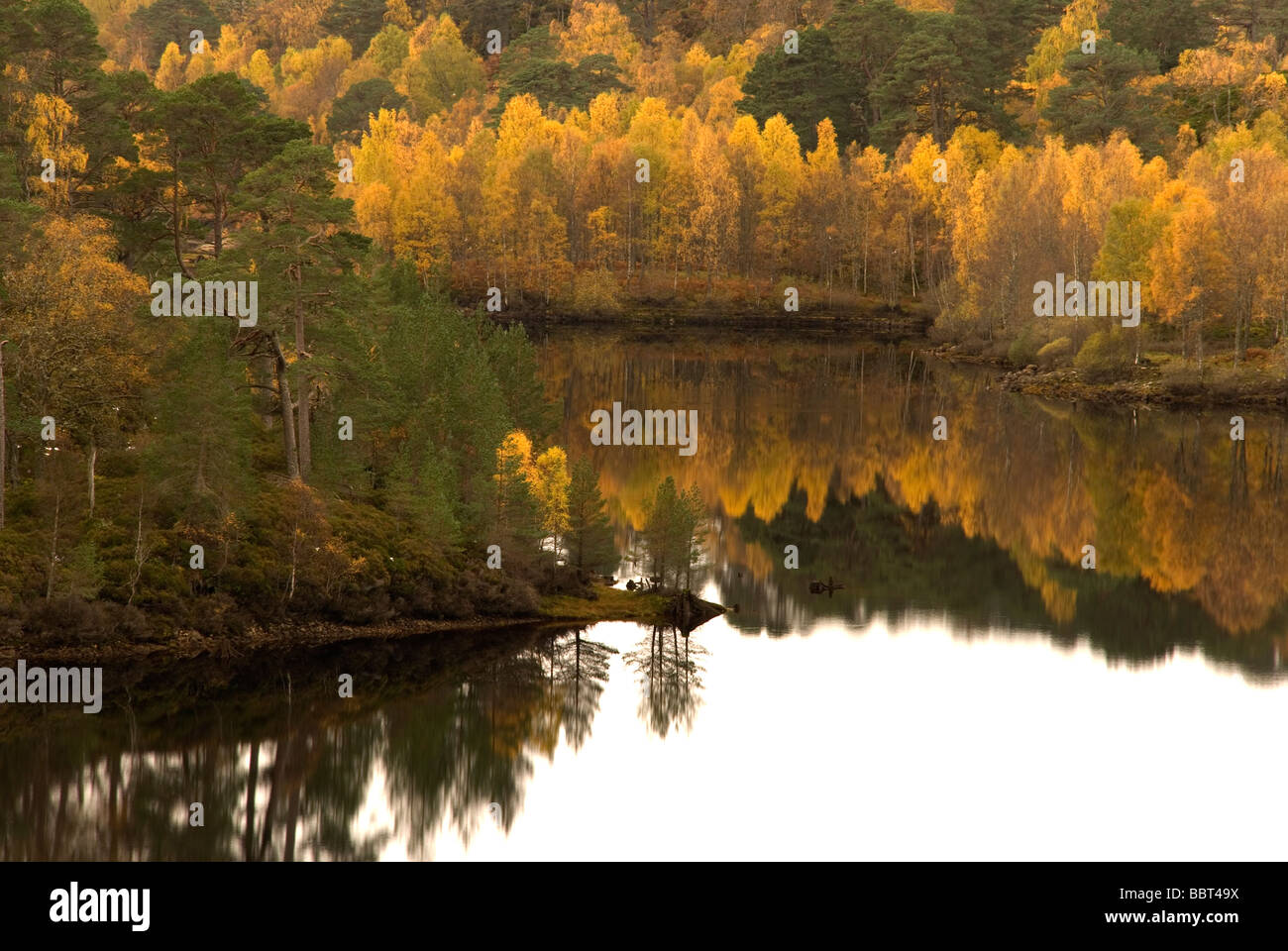 L'automne à Glen Affric Highlands Ecosse Banque D'Images