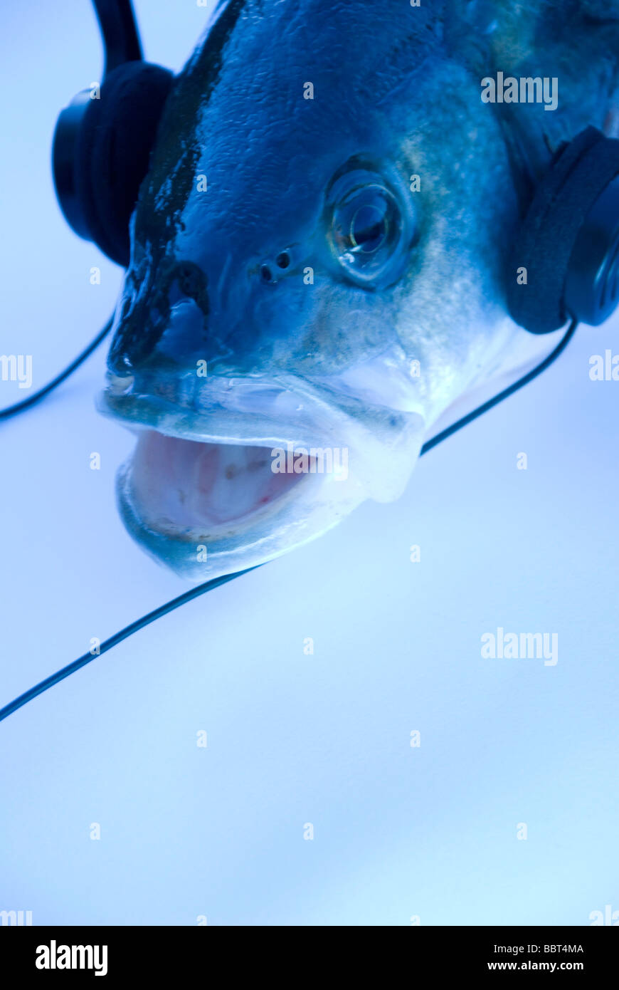 Funny fish listening music bleu lumineux. Banque D'Images