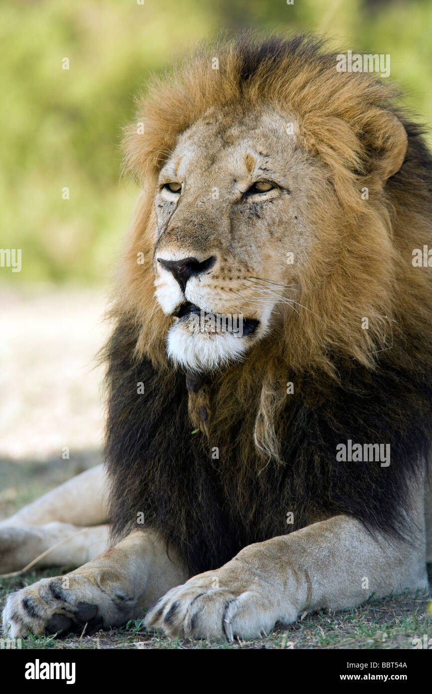 Homme lion - Masai Mara National Reserve, Kenya Banque D'Images