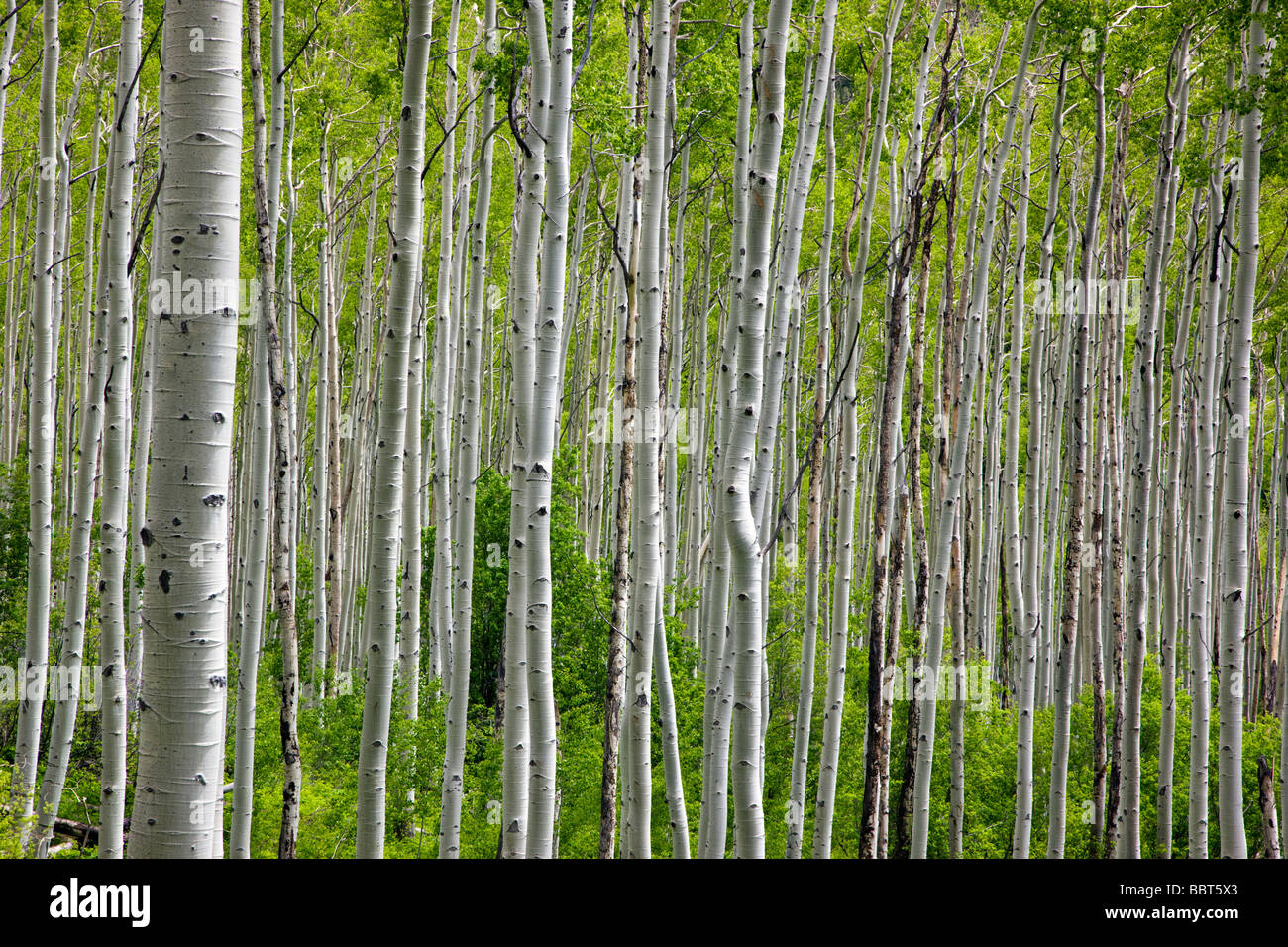 Trembles au printemps créer un motif dans la forêt route du col de l'indépendance de la région Collegiate Peaks Colorado USA Banque D'Images