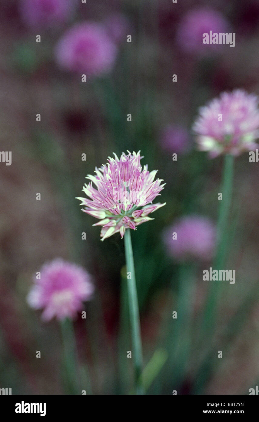 Allium schoenoprasum - ciboulette Banque D'Images