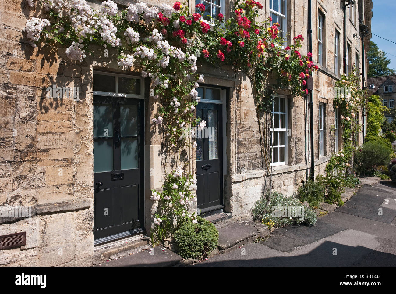 Roses rouges et blanches grimpant terrasse murs de maison en 'Bradford on Avon, Wiltshire, UK Banque D'Images