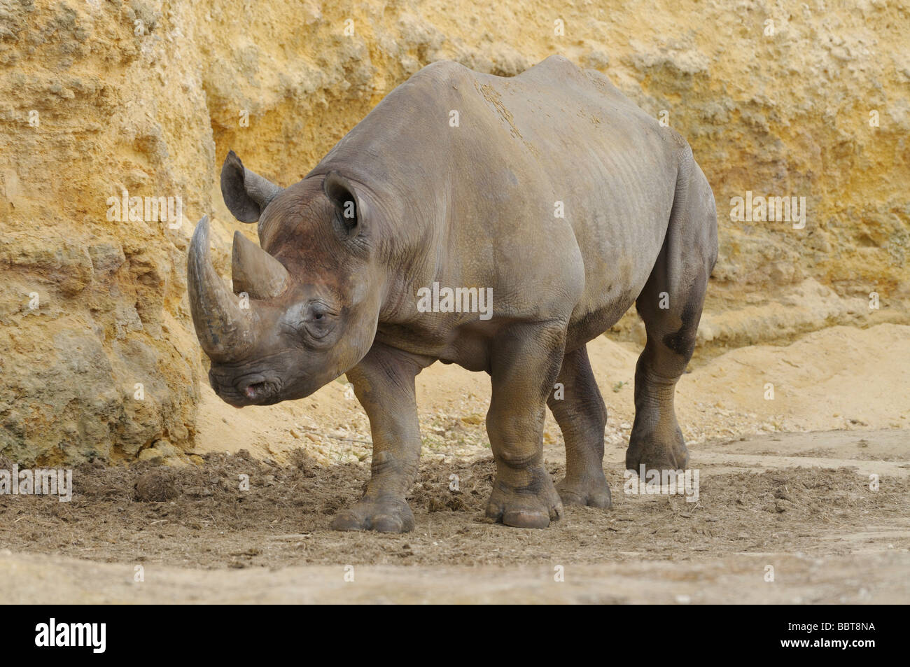 Le rhinocéros noir Diceros bicornis disparition Banque D'Images