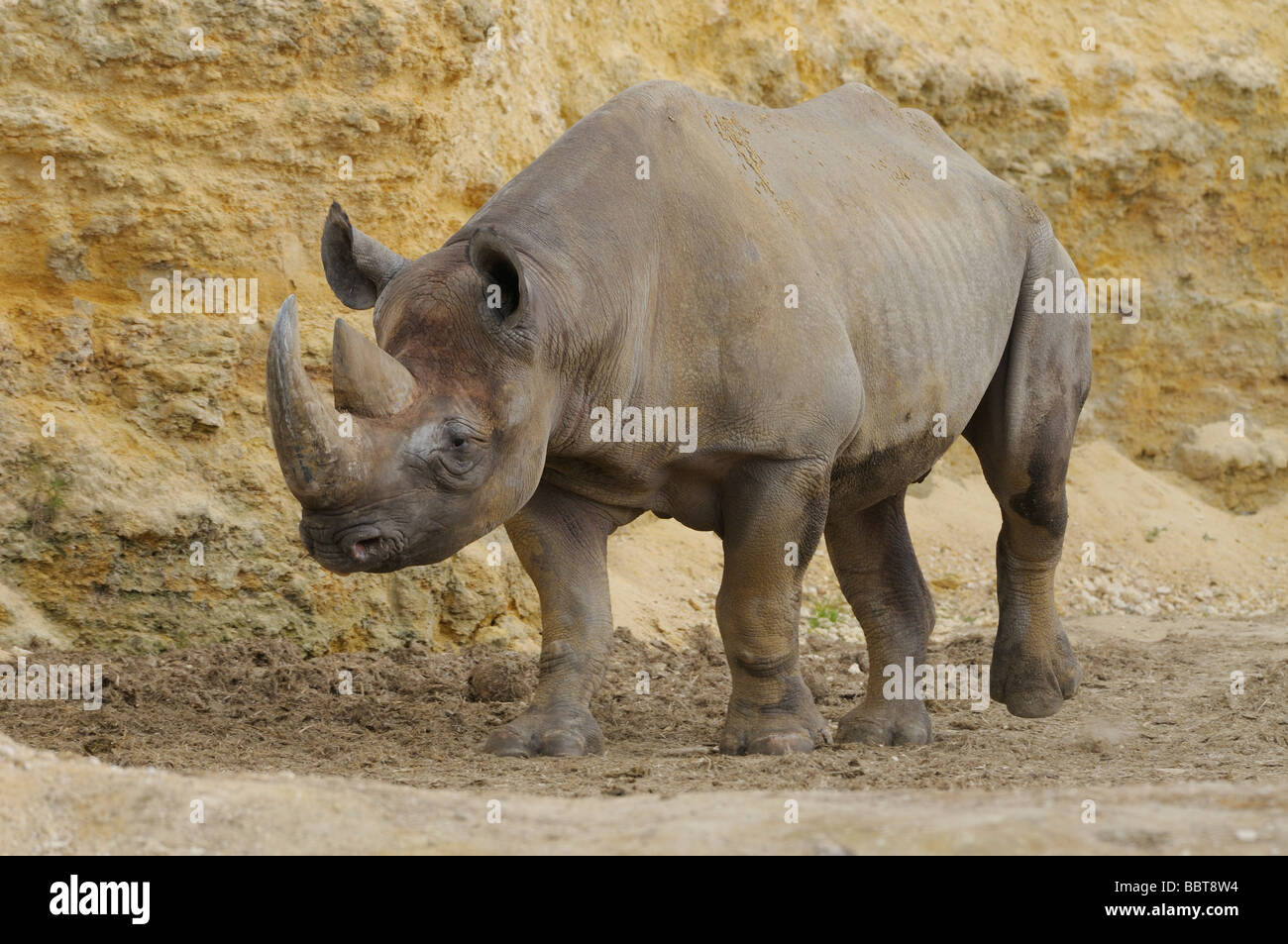 Le rhinocéros noir Diceros bicornis disparition Banque D'Images