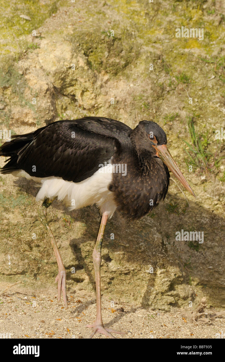 Cigogne noire Ciconia nigra Banque D'Images
