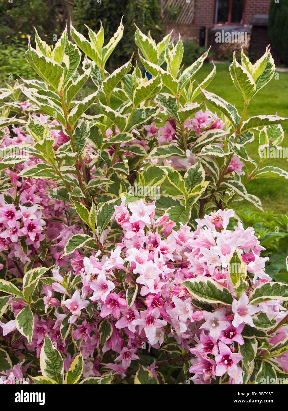 Weigela rose avec feuilles panachées Banque D'Images