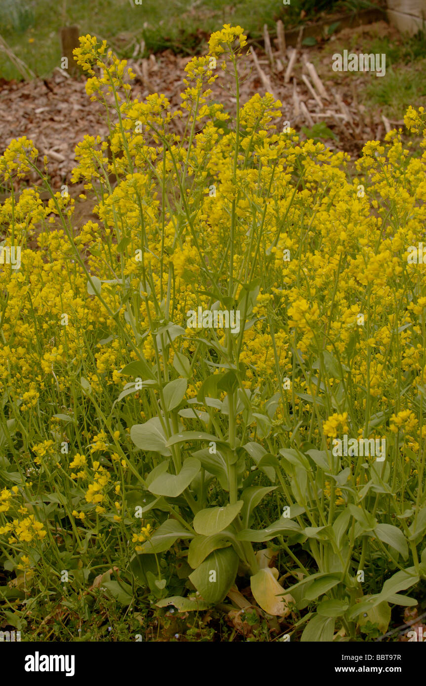 Le Bok Choy Brassica rapa en fleurs photographiés en UK Banque D'Images
