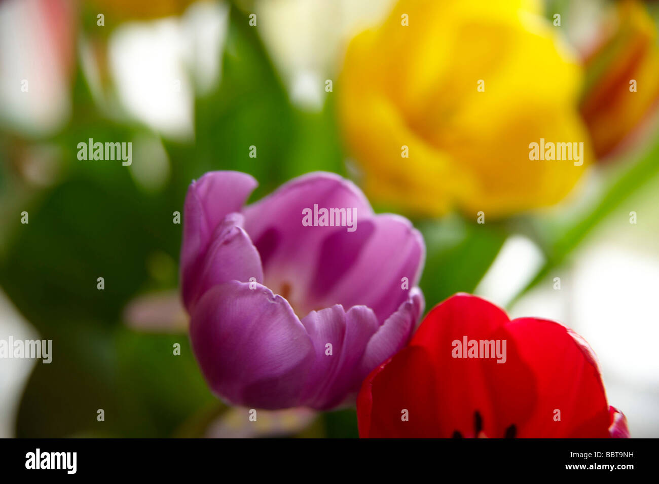 Tulipes, d'un jardin écossais Banque D'Images