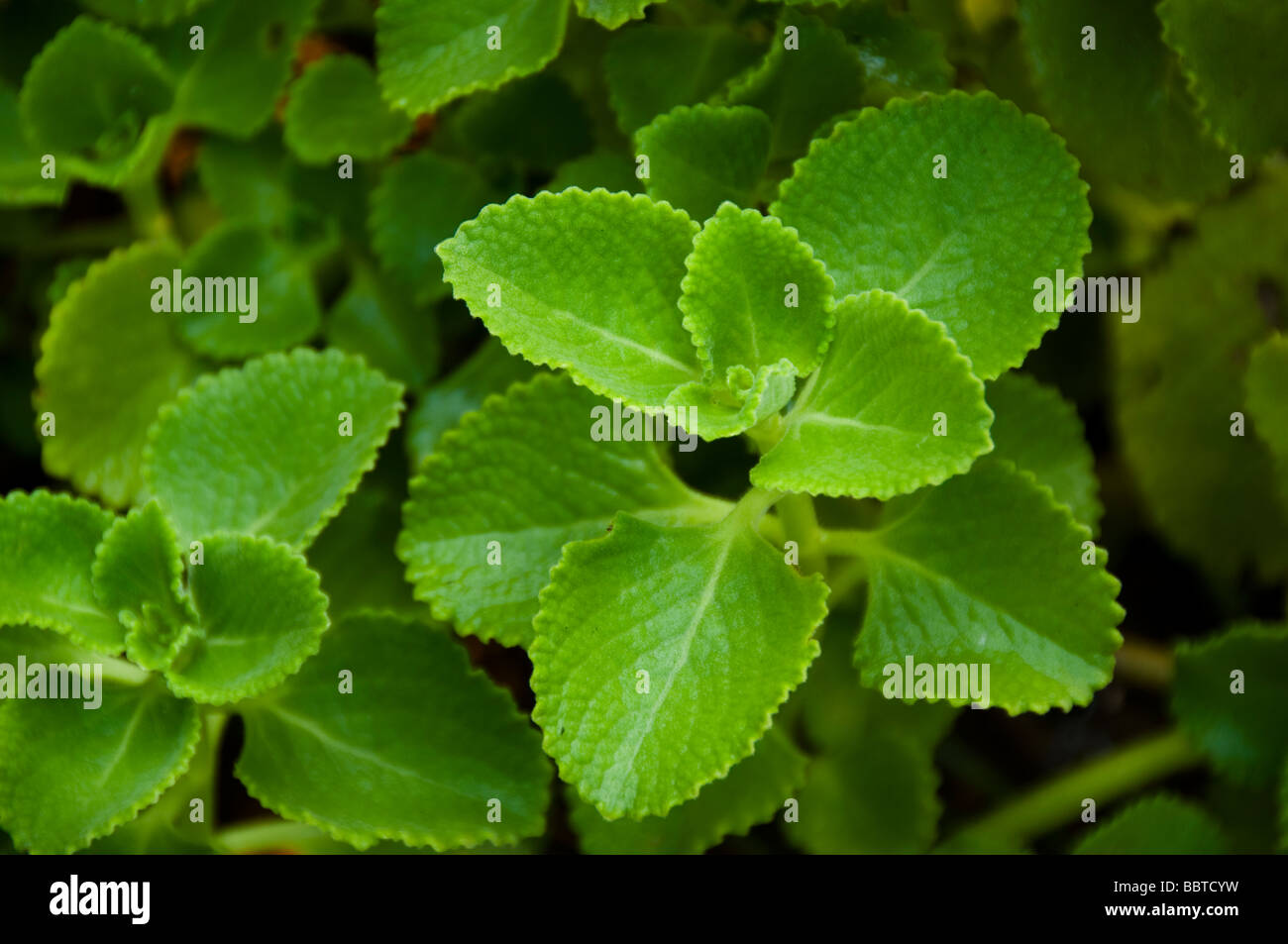 Le pays indien de plantes médicinales ou de bourrache Coleus amboinicus Inde, Kerala Banque D'Images