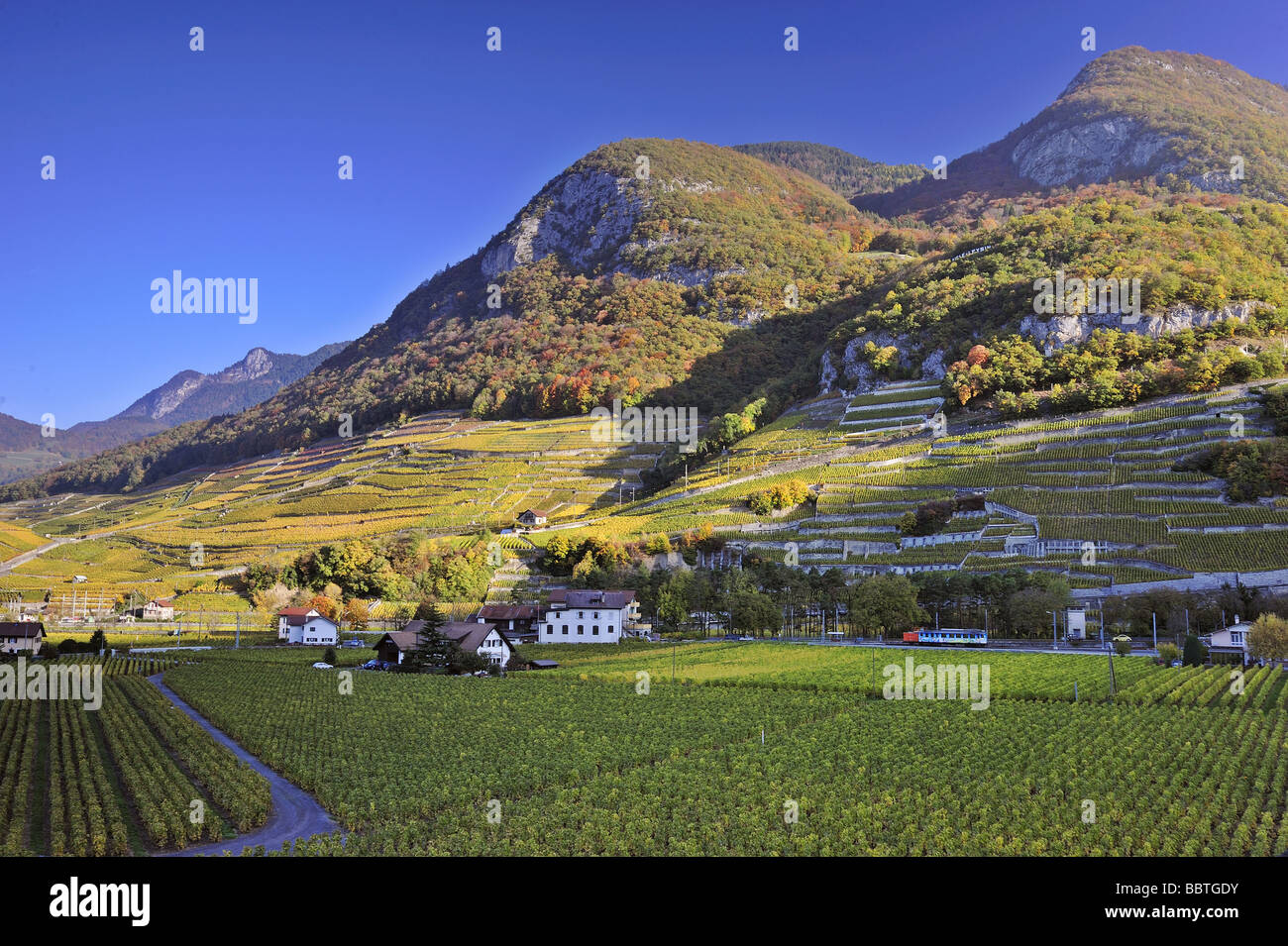 Vue sur les vignobles à Aigle, Suisse, tôt le matin la lumière. L'espace pour le texte dans le ciel. Banque D'Images