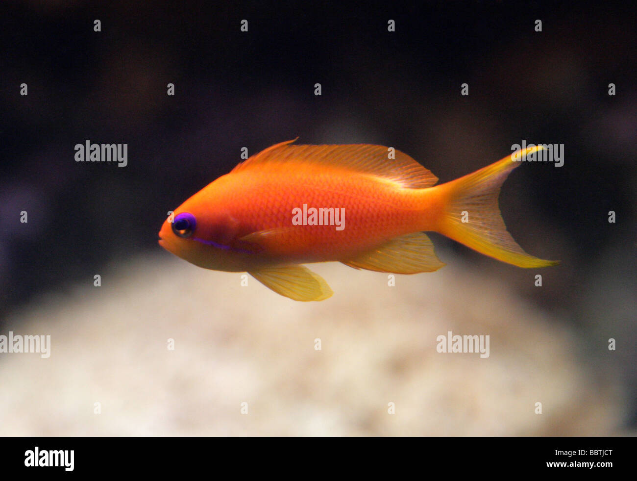 Lyretail Coralfish Mer, Goldie, Lyretail Anthias ou Scalefin Anthia, Pseudanthias squamipinnis, Serranidae. Banque D'Images