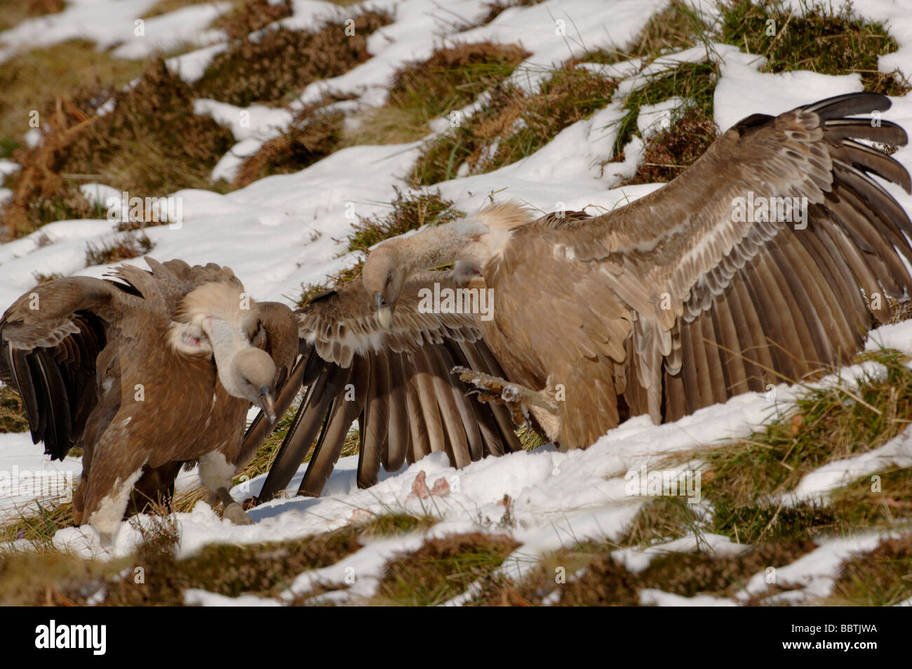 Vautour fauve Gyps fulvus se nourrissant de cadavre dans la neige photographié en France Banque D'Images