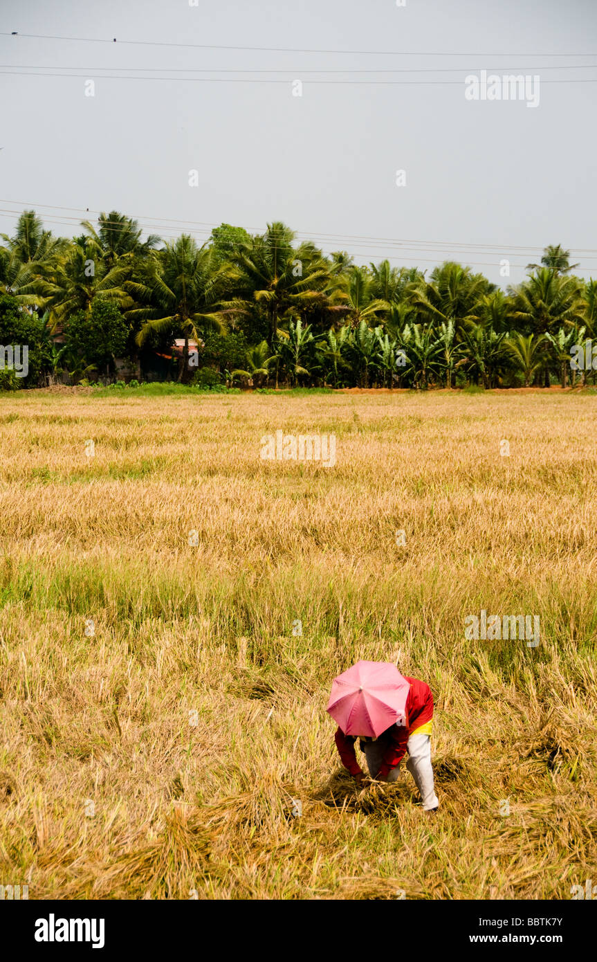 La récolte de riz en Inde Banque D'Images