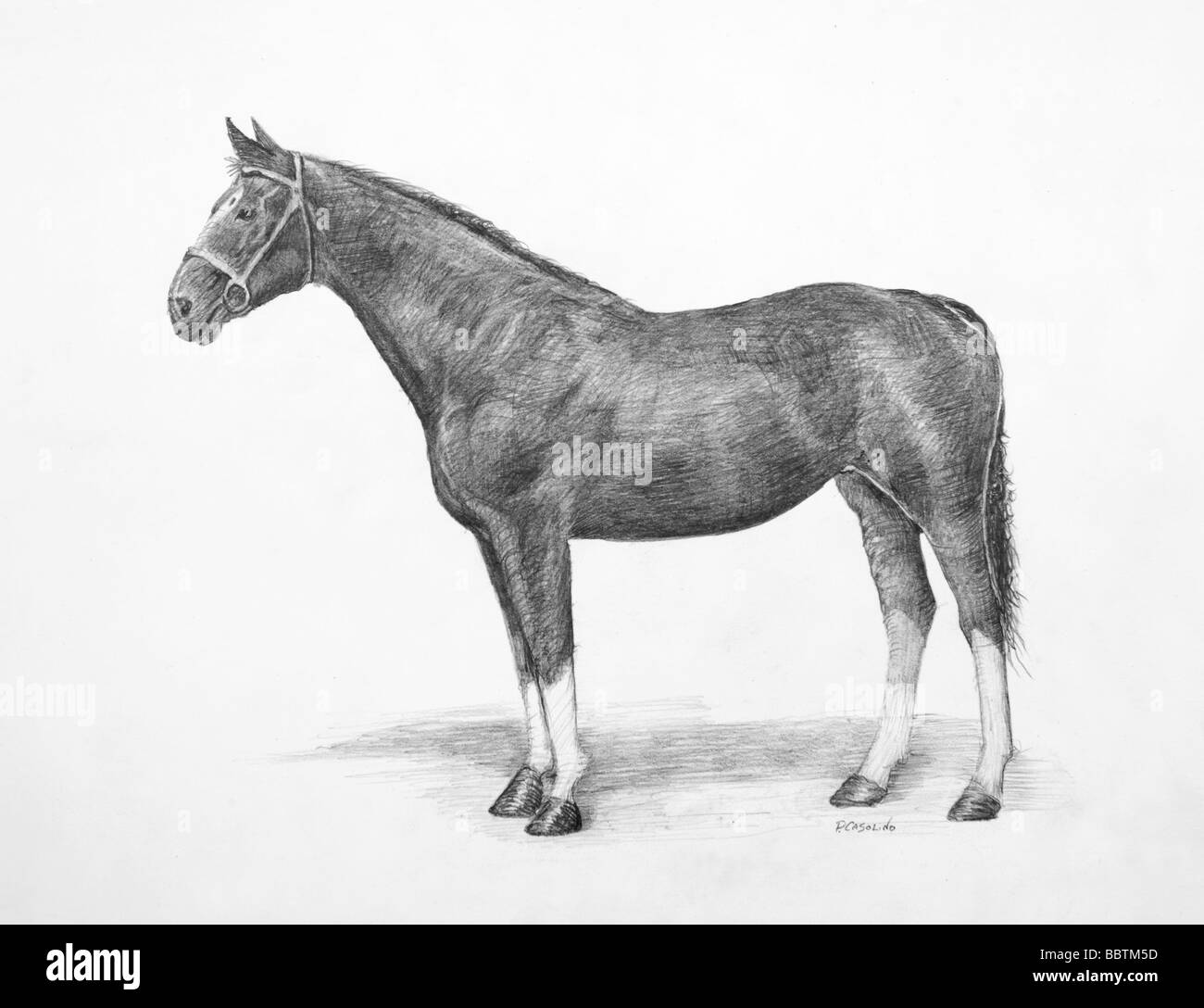 Dessin au crayon d'un cheval de Hanovre Banque D'Images