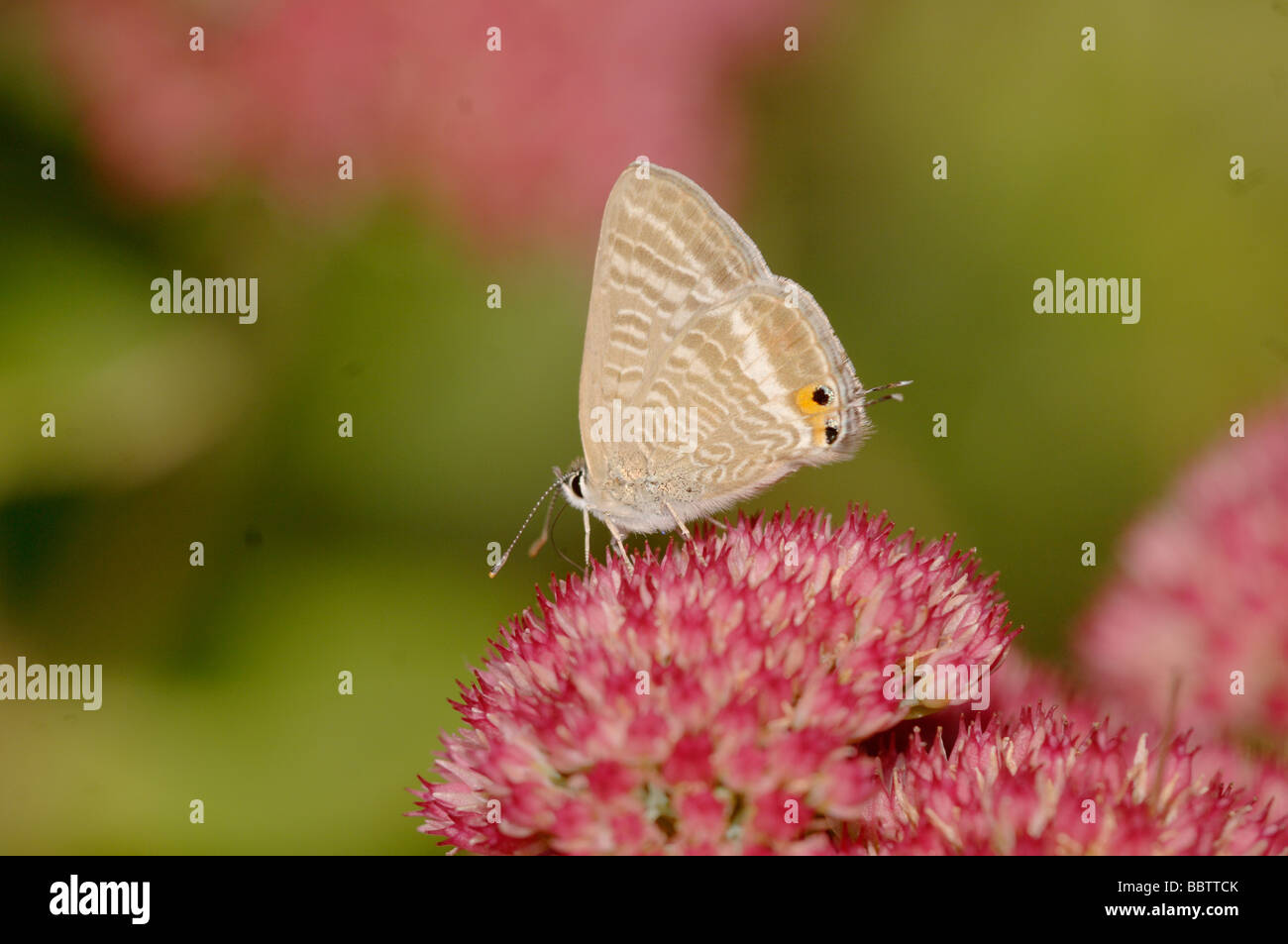 Lampides boeticus bleu à longue queue sur Sedum photographié en France Banque D'Images