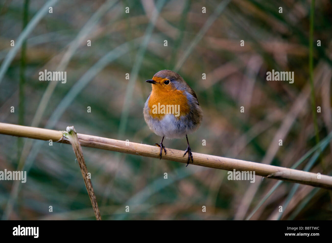 Robin Redbreast perching sur une branche (erithacus rubecula) Banque D'Images