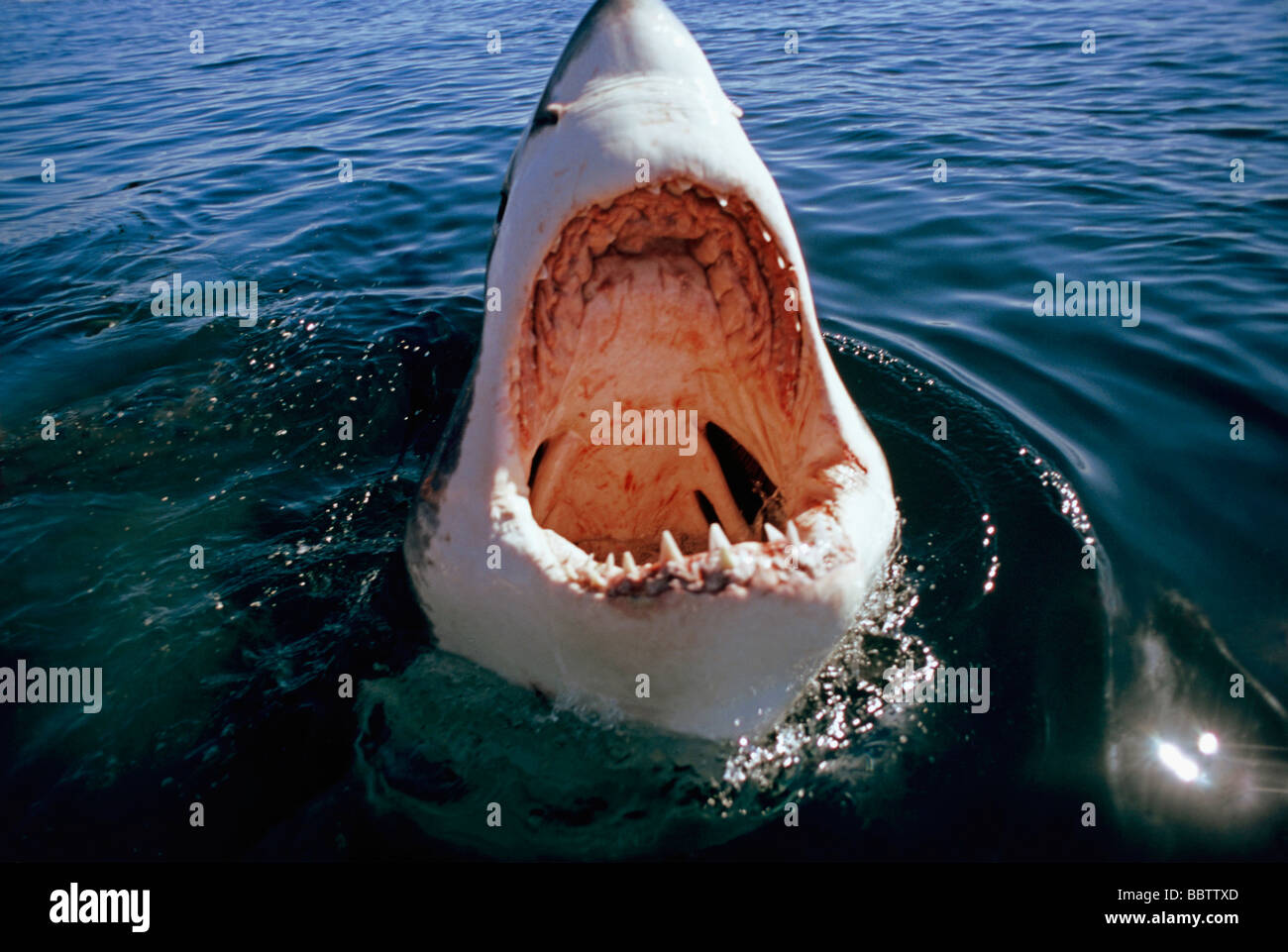 Grand requin blanc Carcharodon carcharias Dyer Island Afrique du Sud de l'Océan Atlantique Banque D'Images
