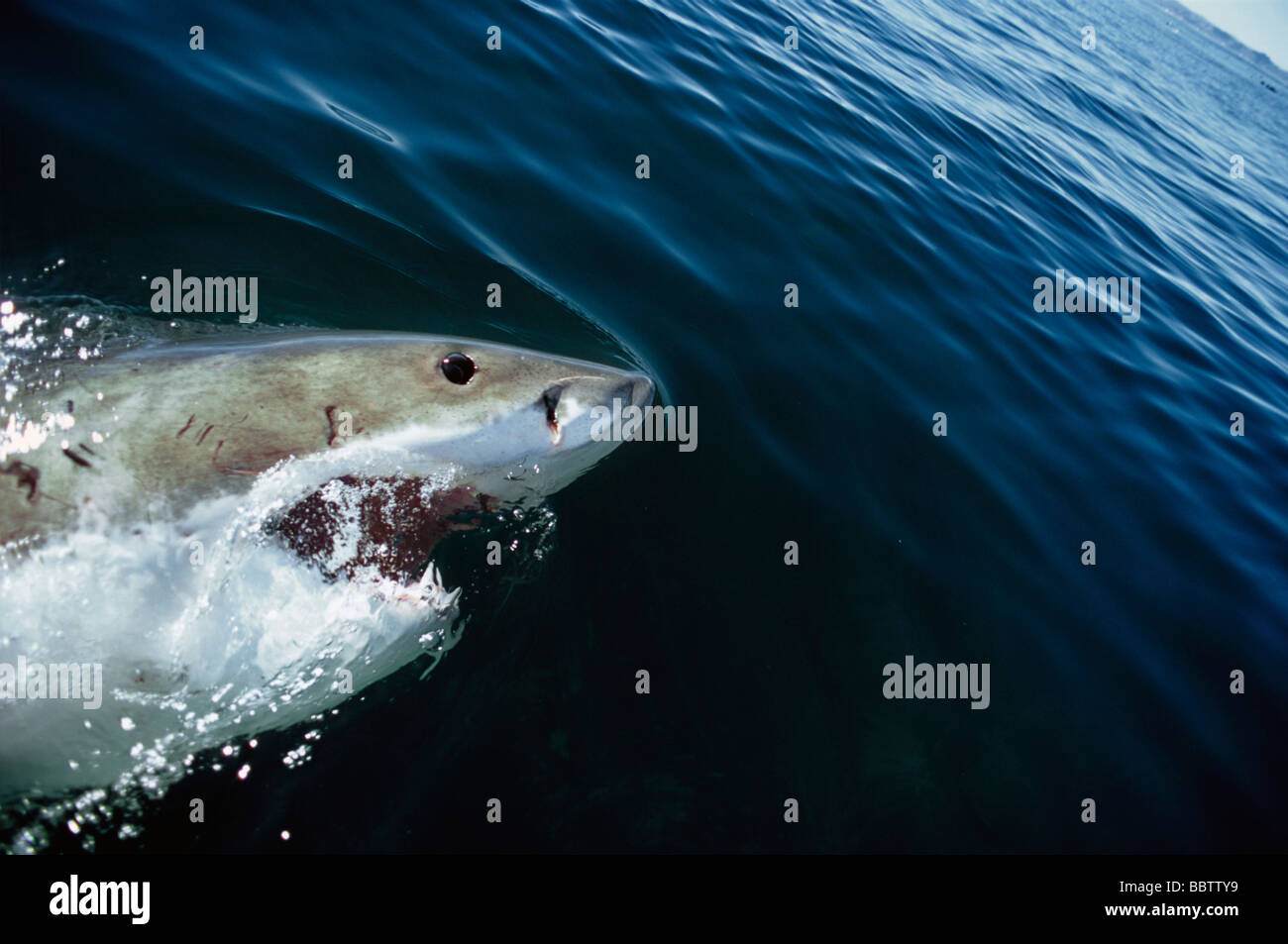 Grand requin blanc Carcharodon carcharias Dyer Island Afrique du Sud de l'Océan Atlantique Banque D'Images