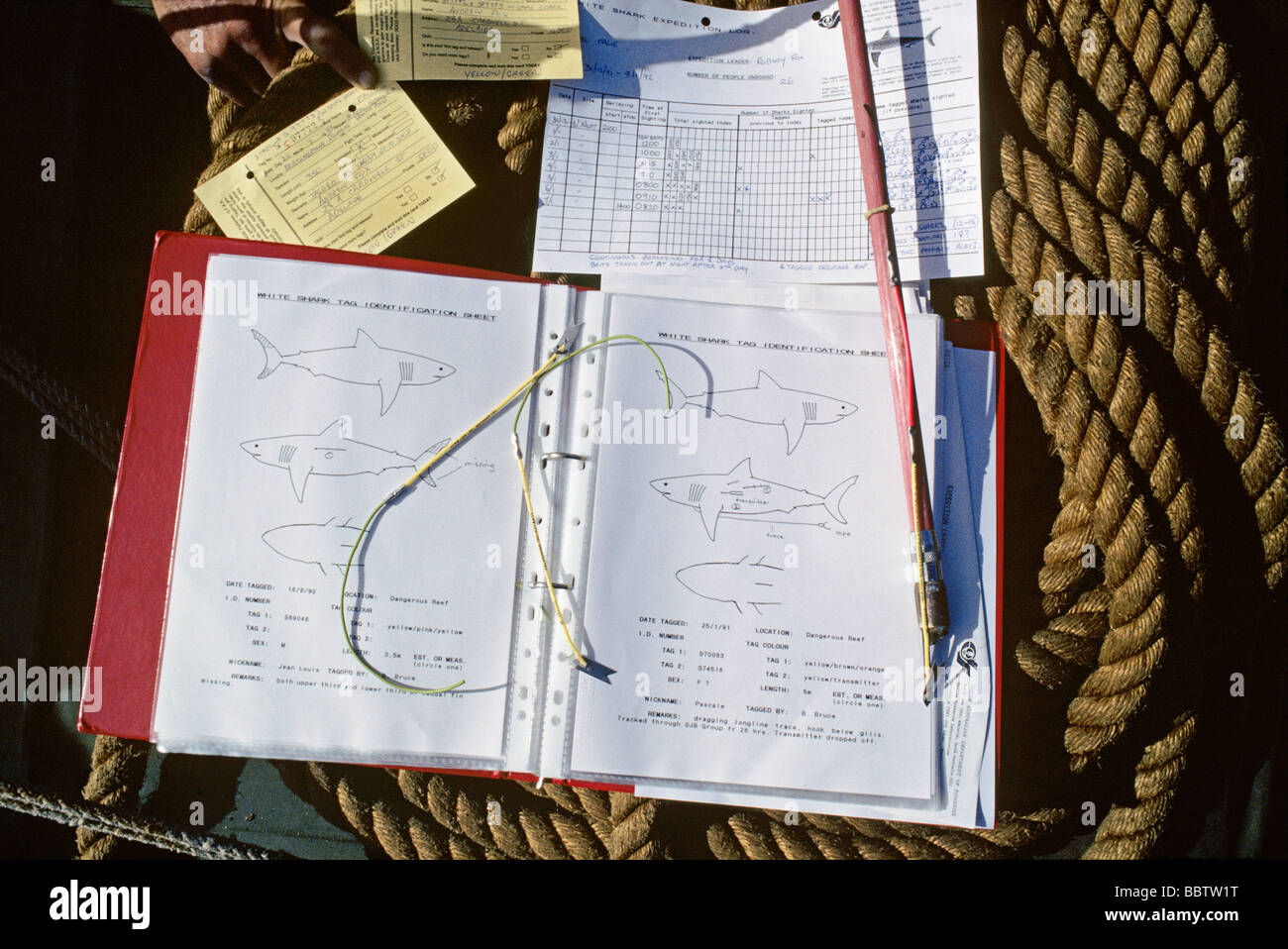 Tags de recherche et de marquage et instruments avec journal de bord et les diagrammes de grand requin blanc Banque D'Images