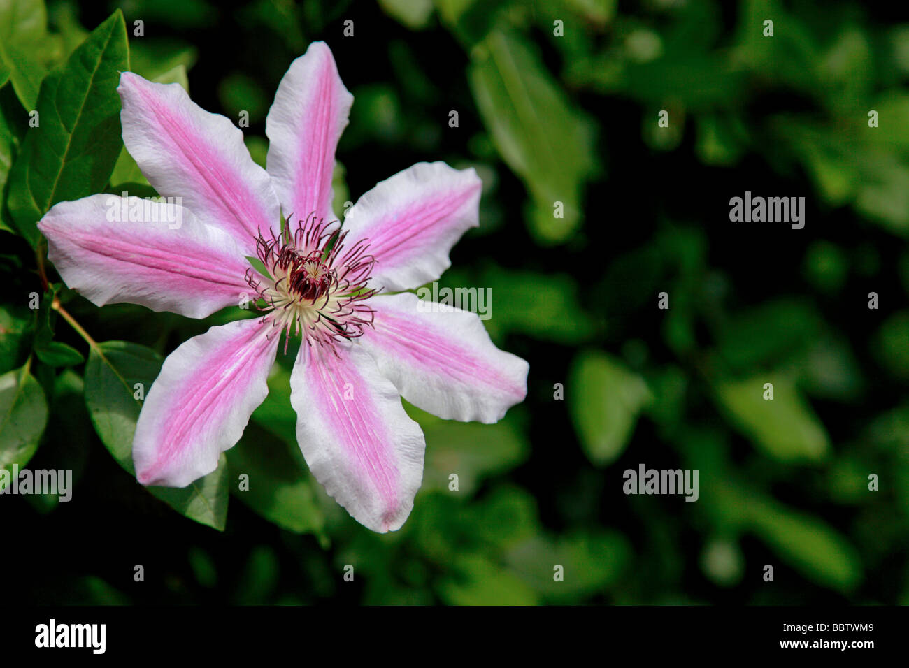 Clematis 'Nelly Moser' Banque D'Images
