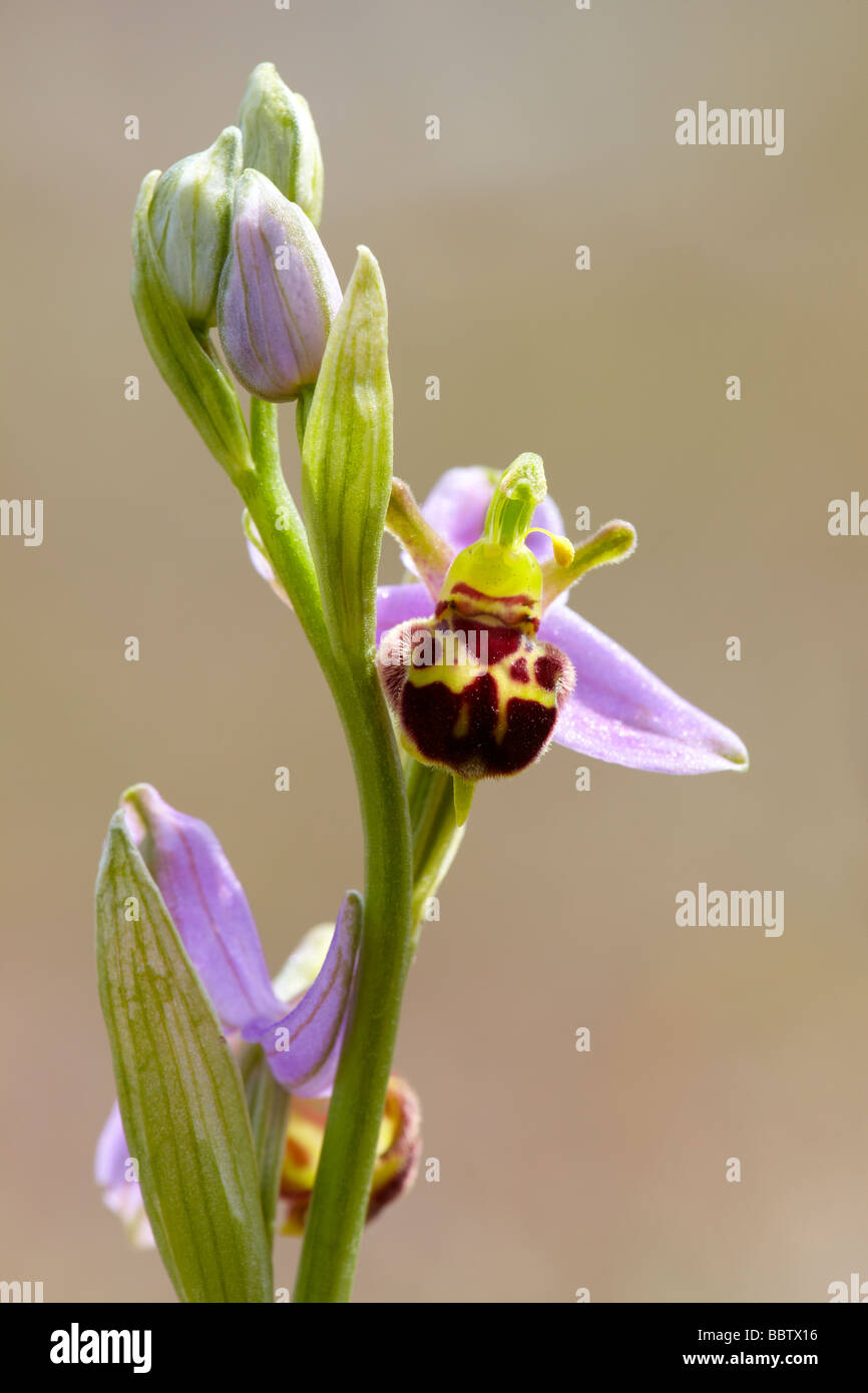 L'orchidée abeille (Ophrys apifera) Banque D'Images