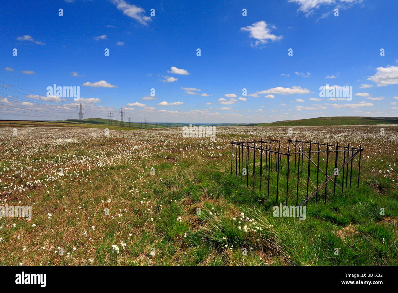 L'herbe en fleurs de coton sur Rishworth Moor près de Calderdale, Ripponden, West Yorkshire, Angleterre, Royaume-Uni. Banque D'Images