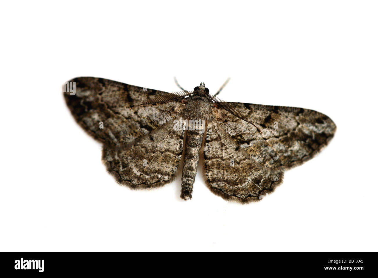 Beauté du grand chêne (Hypomecis roboraria) Banque D'Images