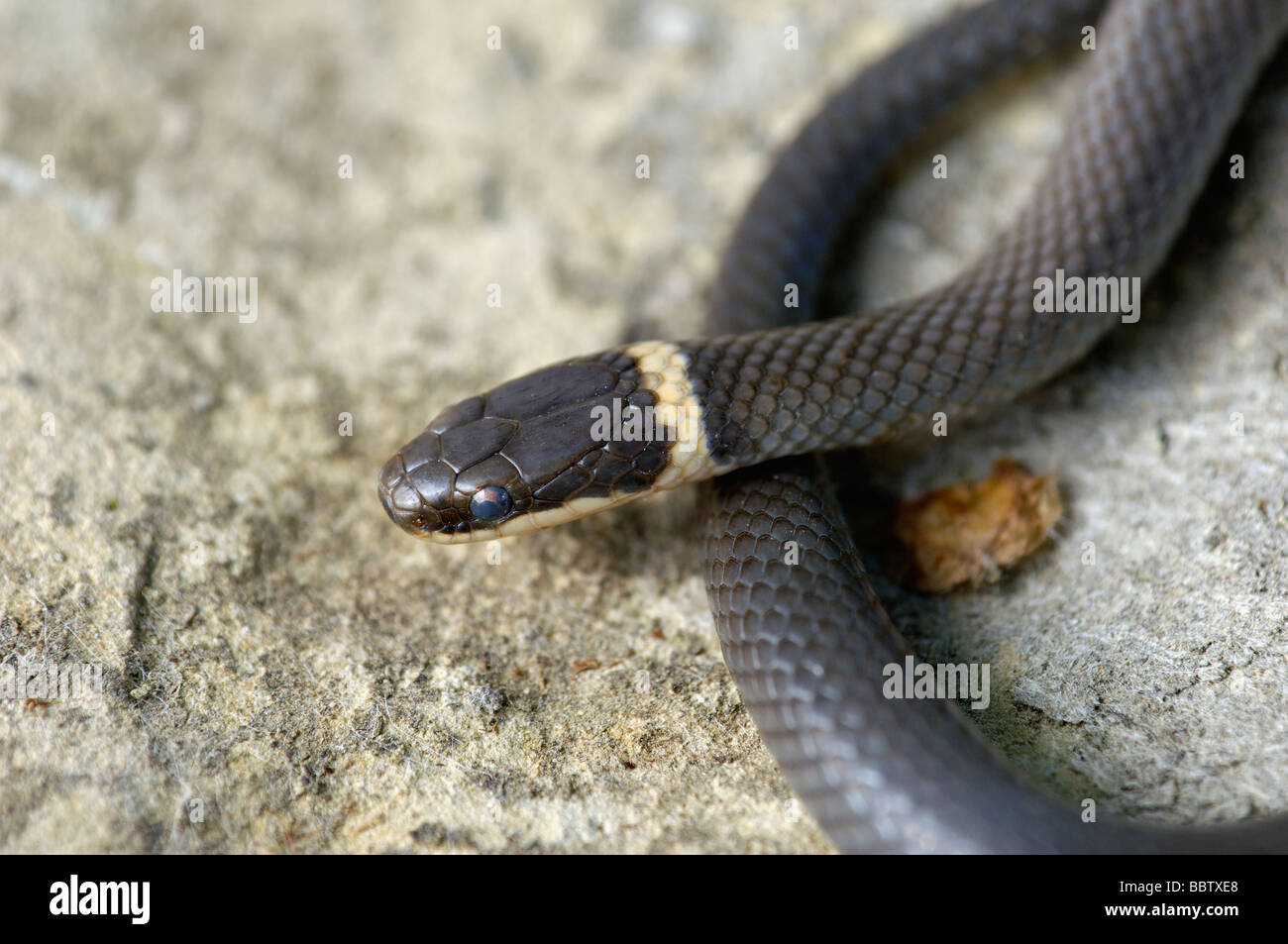 Le nord du serpent à collier dans la région de Floyd County Indiana Banque D'Images