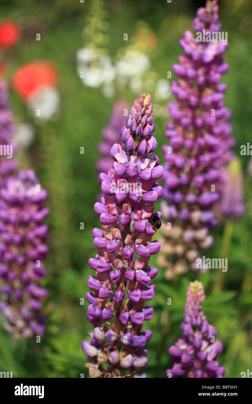 Lupins Banque D'Images