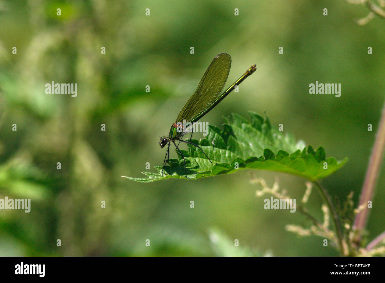 Bagués femelle baguée blackwings Demoiselle Calopteryx splendens agrion bagués au repos Banque D'Images