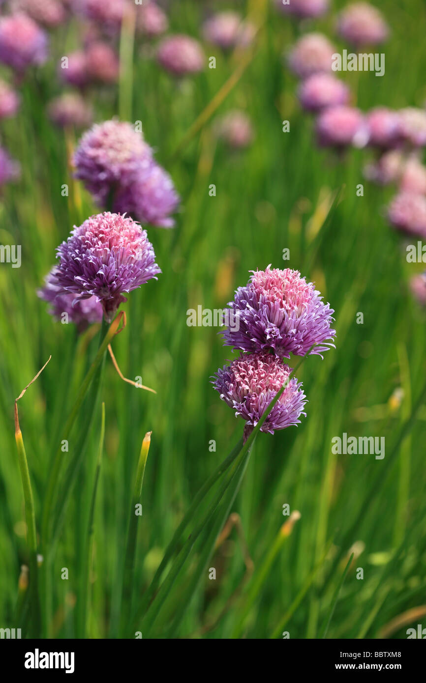 La ciboulette en fleur Banque D'Images