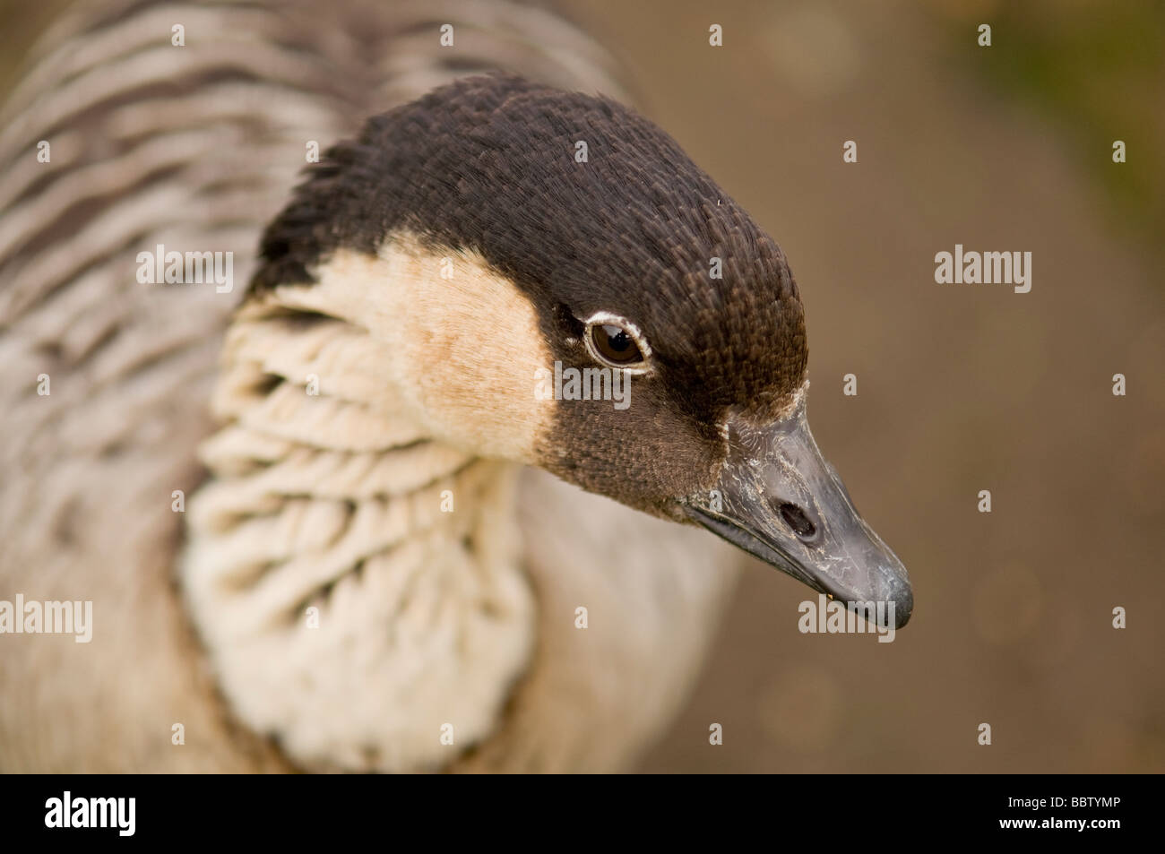 Close up of a Brown Duck Banque D'Images Close up of a Brown Duck Banque D'Images