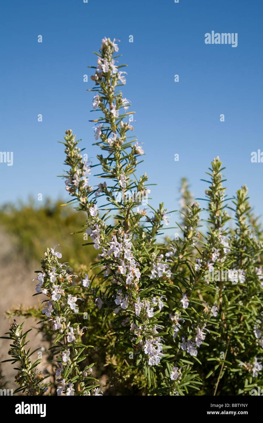 Planta de Hierba Aromática de Romero Rosemary Plant Banque D'Images