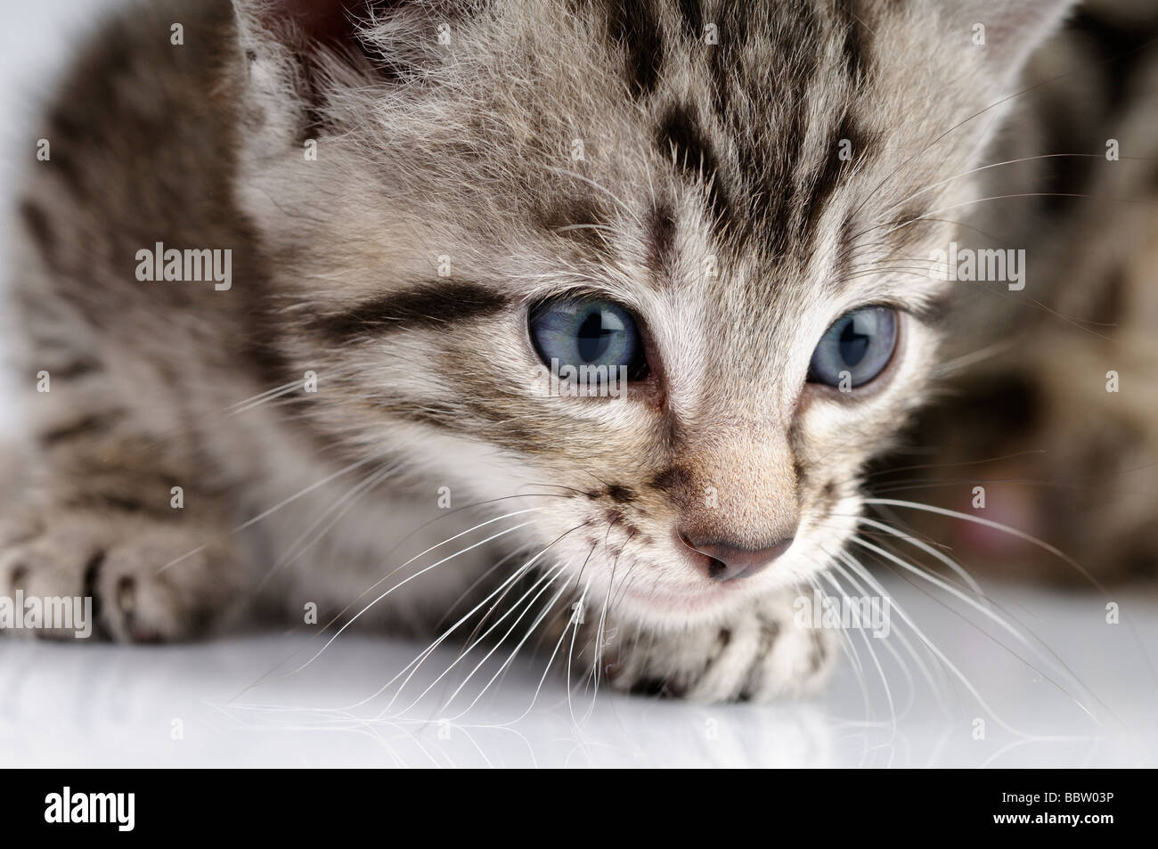 Photo d'un chaton sur un fond blanc. Banque D'Images