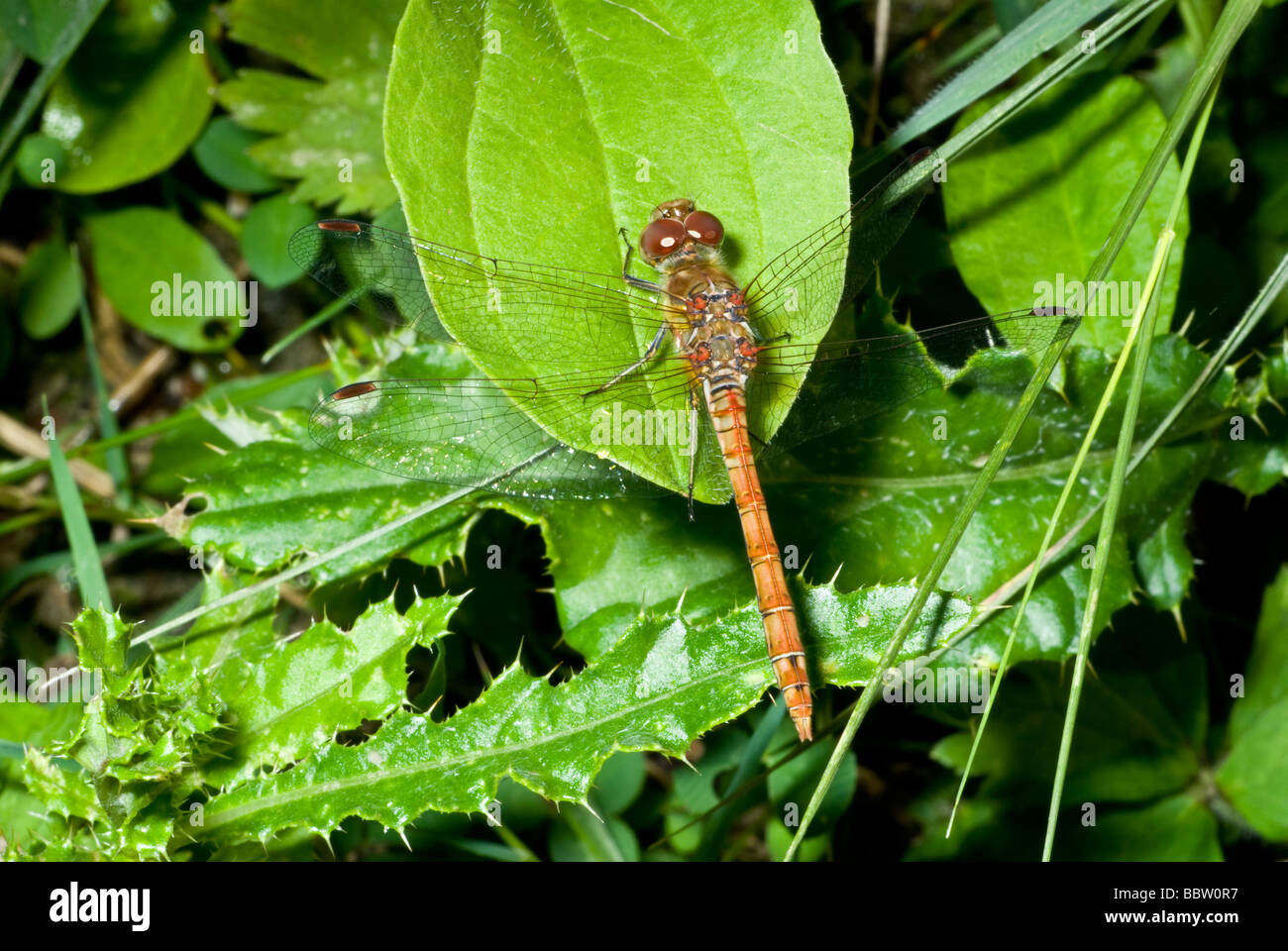 Libellule Sympetrum commun vert (stiolatum) mâle, Kent, UK. Banque D'Images