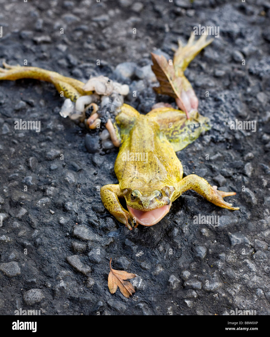 Route de grenouille tuer. Une grenouille rousse écrasé sur une route de campagne asphaltée. Bouche rose et les yeux ouverts. près de Westport, comté de Mayo, Irlande Banque D'Images