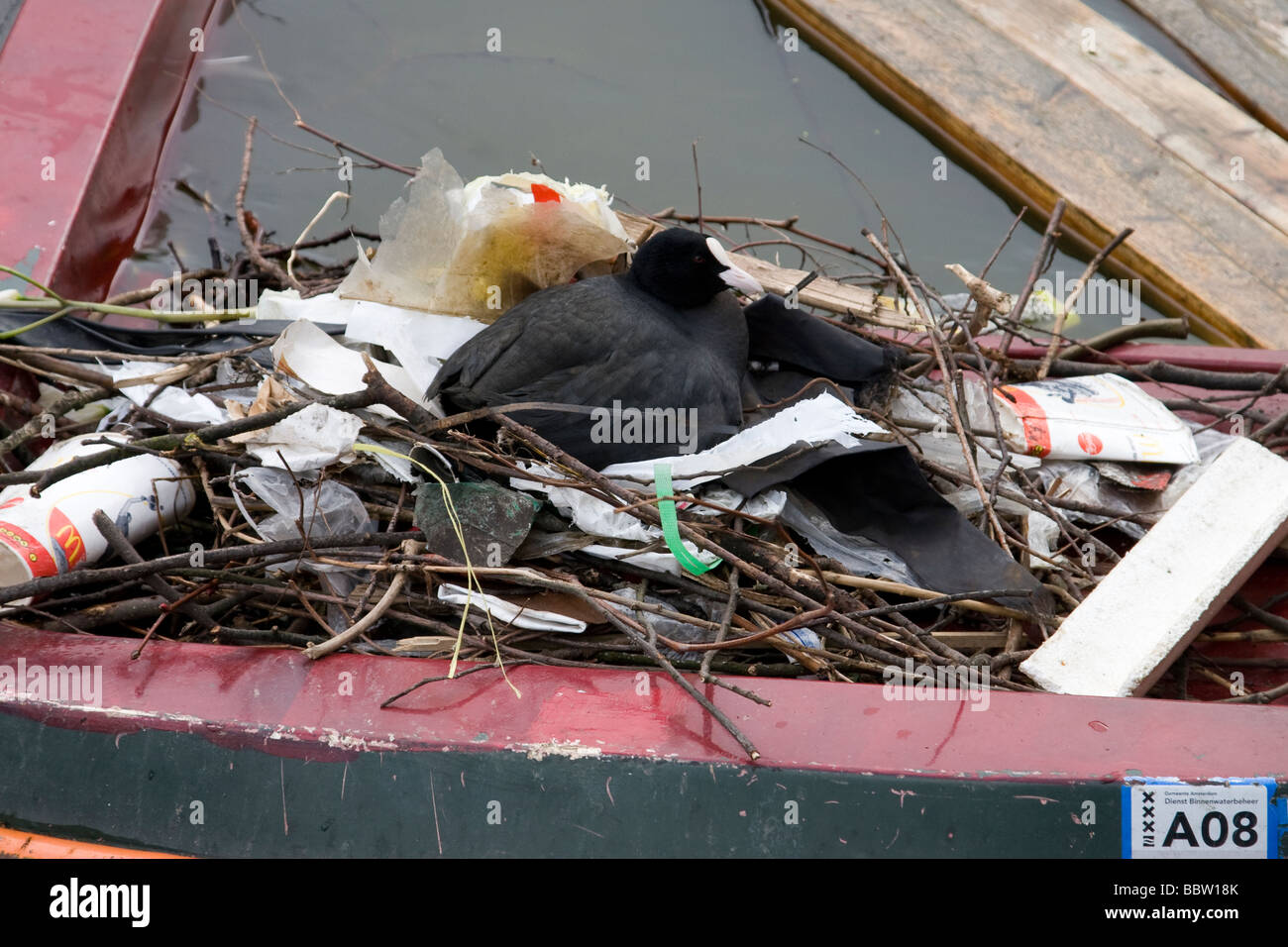 Foulque de nicher dans des détritus sur un bateau désaffecté dans un canal à Amsterdam Banque D'Images