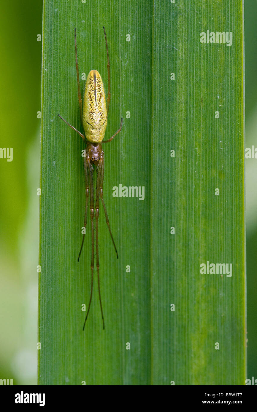 Araignée Tetragnatha pointe reposant sur la dernière feuille jaune Iris pseudacorus Banque D'Images