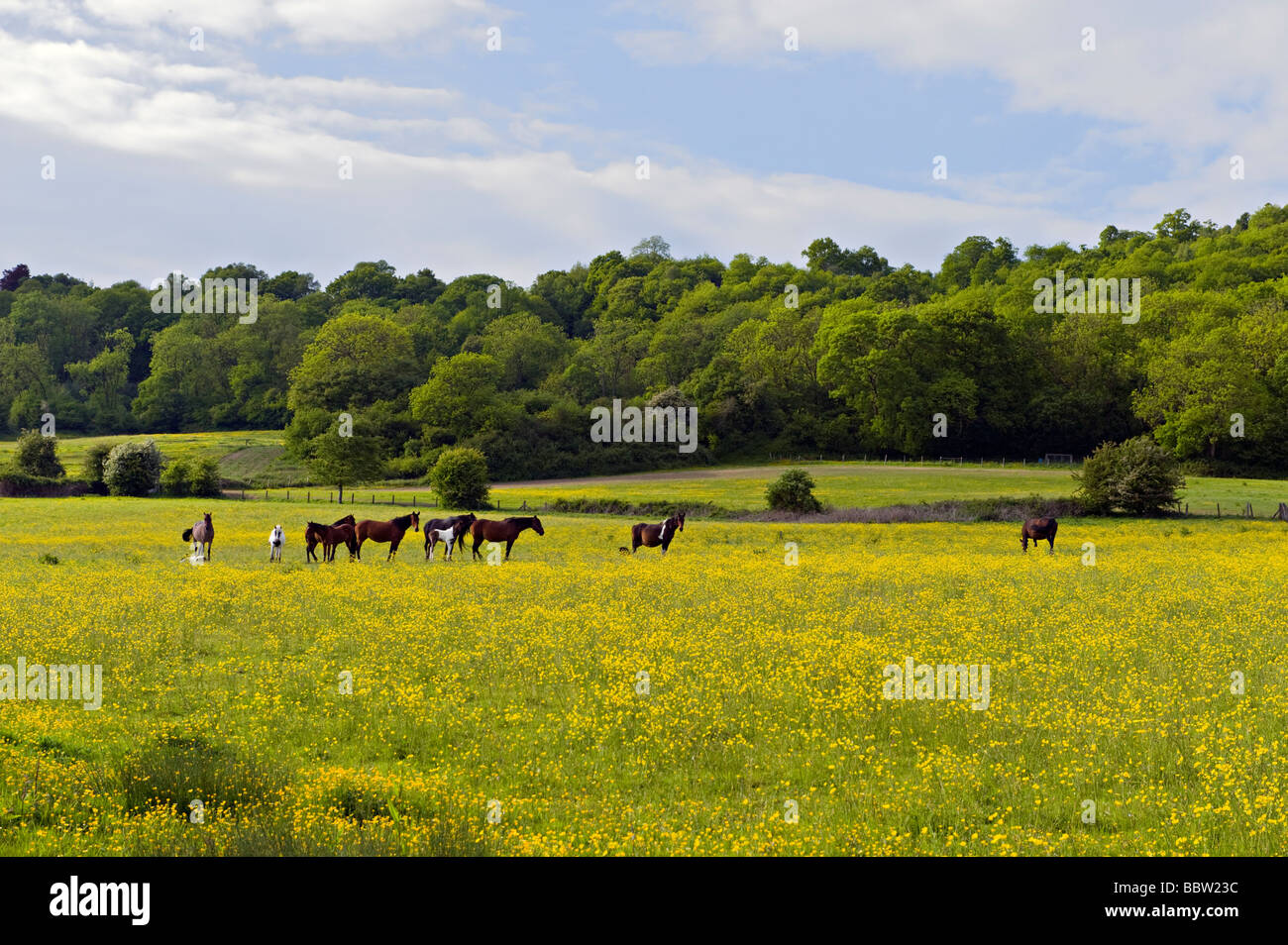 Chevaux qui broutent dans un champ de renoncules. Banque D'Images