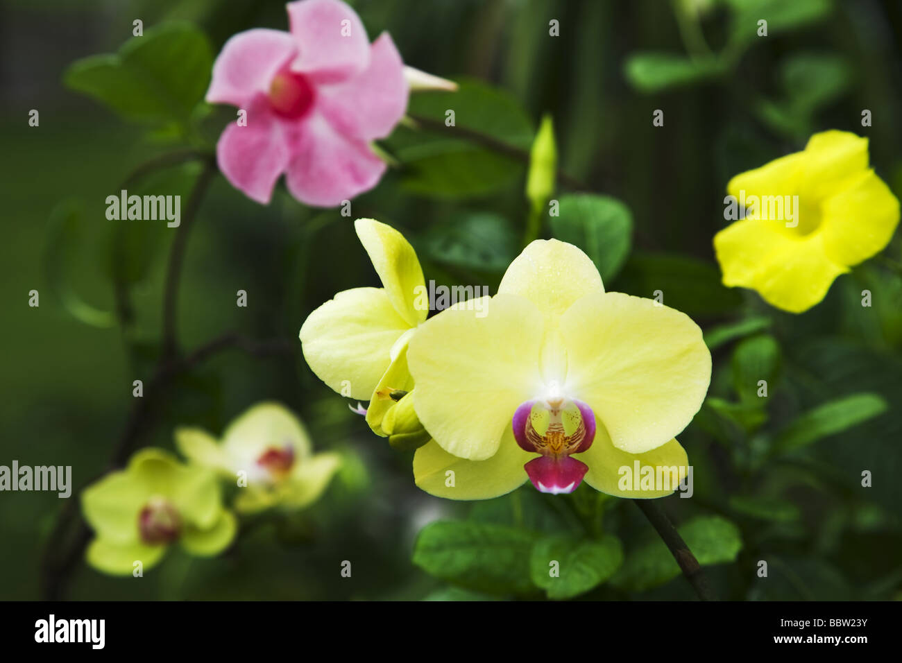 Fleurs jaune et rose Banque D'Images