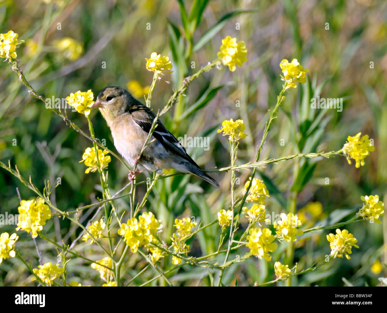 Un oiseau Goldfinch américain (Carduelis tristis) perché sur une branche Banque D'Images
